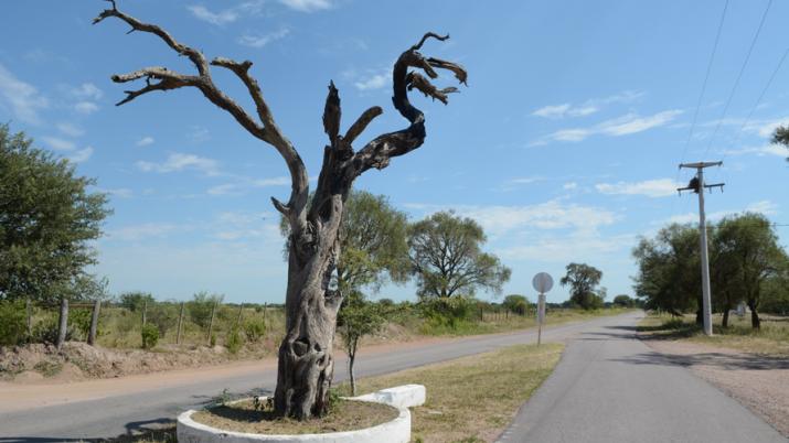 Te contamos la historia del árbol histórico de Manogasta